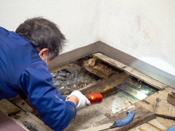  French Mp, CA Mold Removal Pros