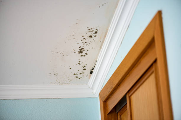 Best Industrial Mold Remediation in French Mp, CA
