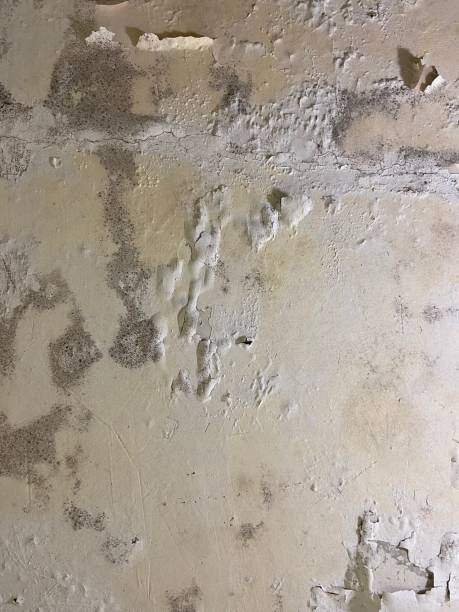 Best DIY Mold Remediation Support Services in French Mp, CA