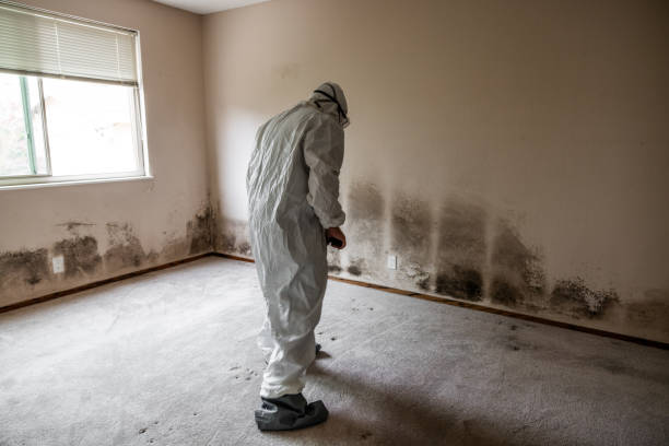 Professional Mold Remediation in French Camp, CA