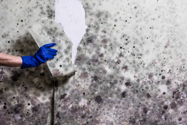 Best Insurance-Related Mold Remediation in French Mp, CA
