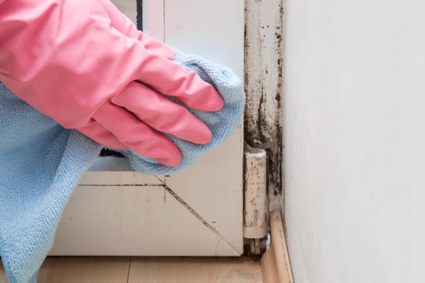 Best Mold Remediation for Specific Building Types in French Mp, CA