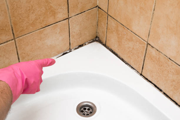 Best Preventive Mold Services in French Mp, CA