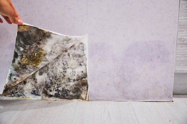 Best Basement Mold Remediation in French Mp, CA